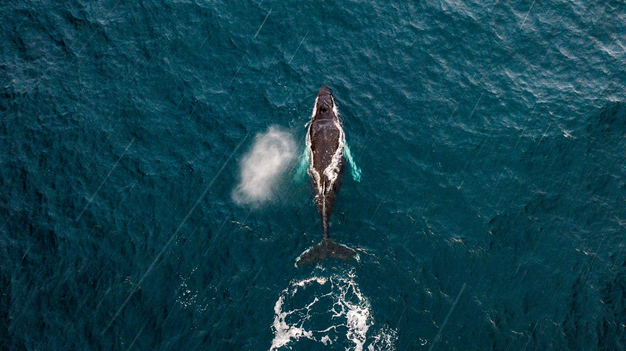 The whale, the volcano, the secret beach and&nbsp;more