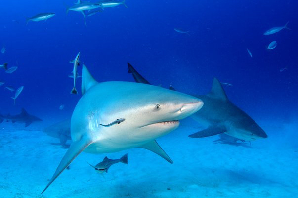 Infamous prison island guarded by sharks to welcome day trippers