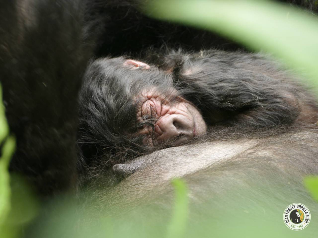 New gorilla charity base set to become major tourist&nbsp;attraction
