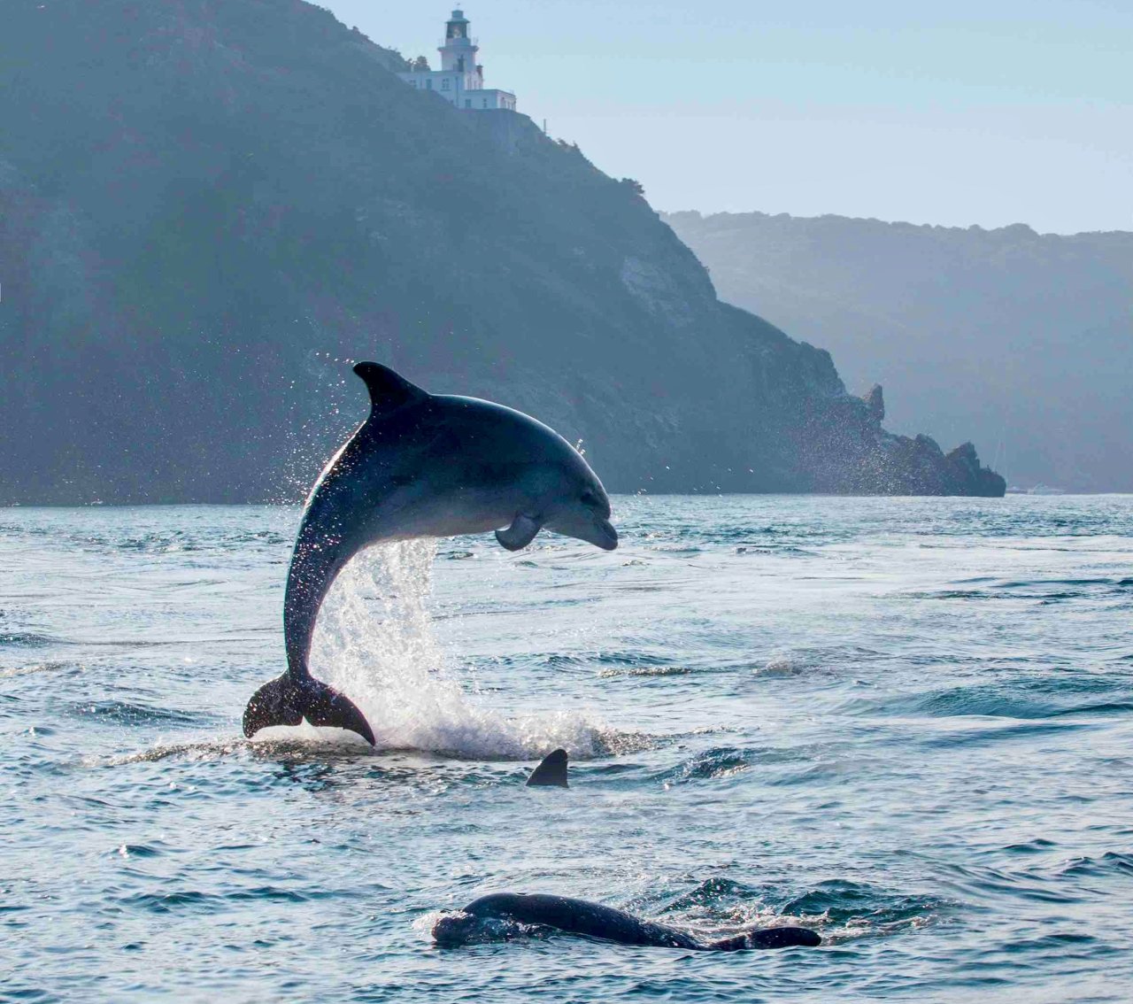 Bottlenose dolphin boom in Guernsey leads to sightings&nbsp;spike
