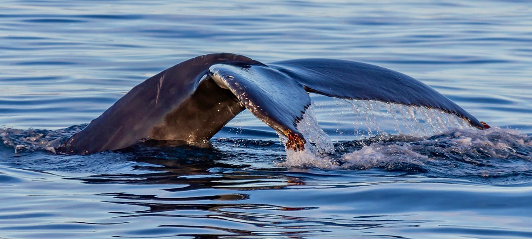 Having a whale of a time with cruise ships on a vital&nbsp;mission
