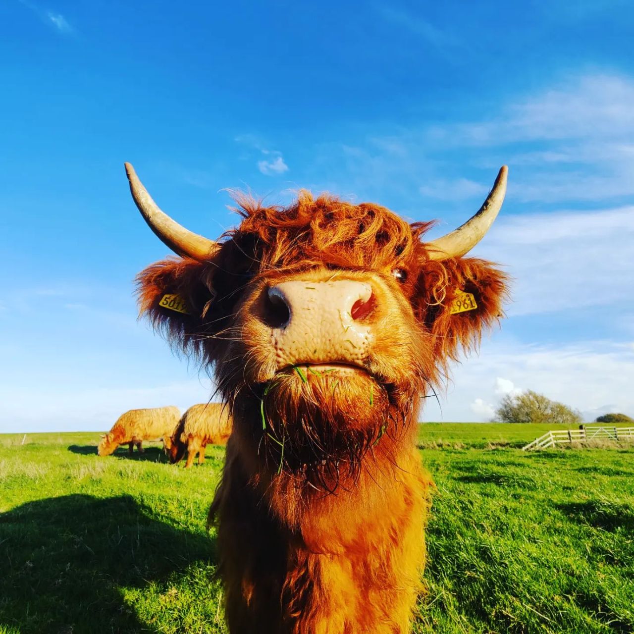 How Highland cow cuddling can help ease the climate&nbsp;crisis