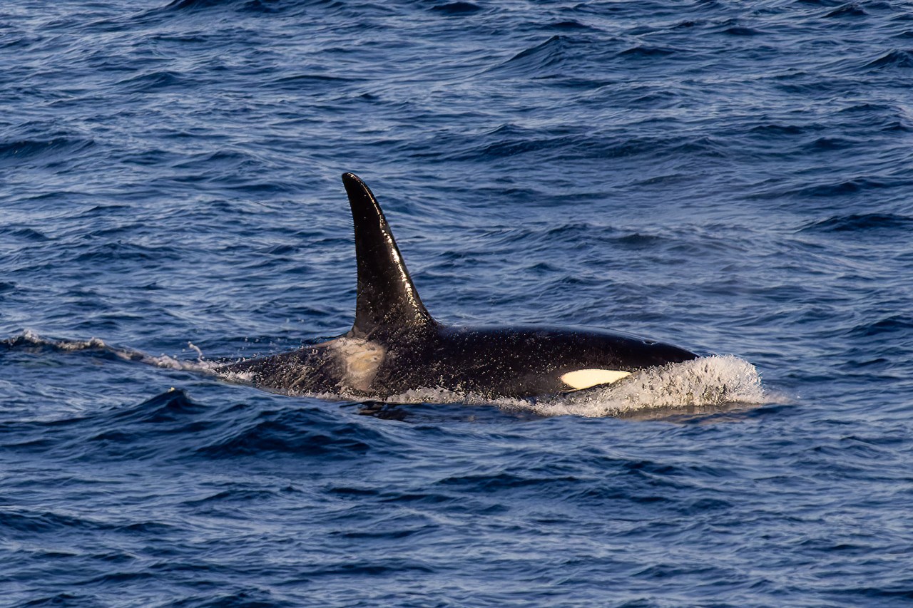 3,500 whales and dolphins spotted on special Orca cruise&nbsp;holidays