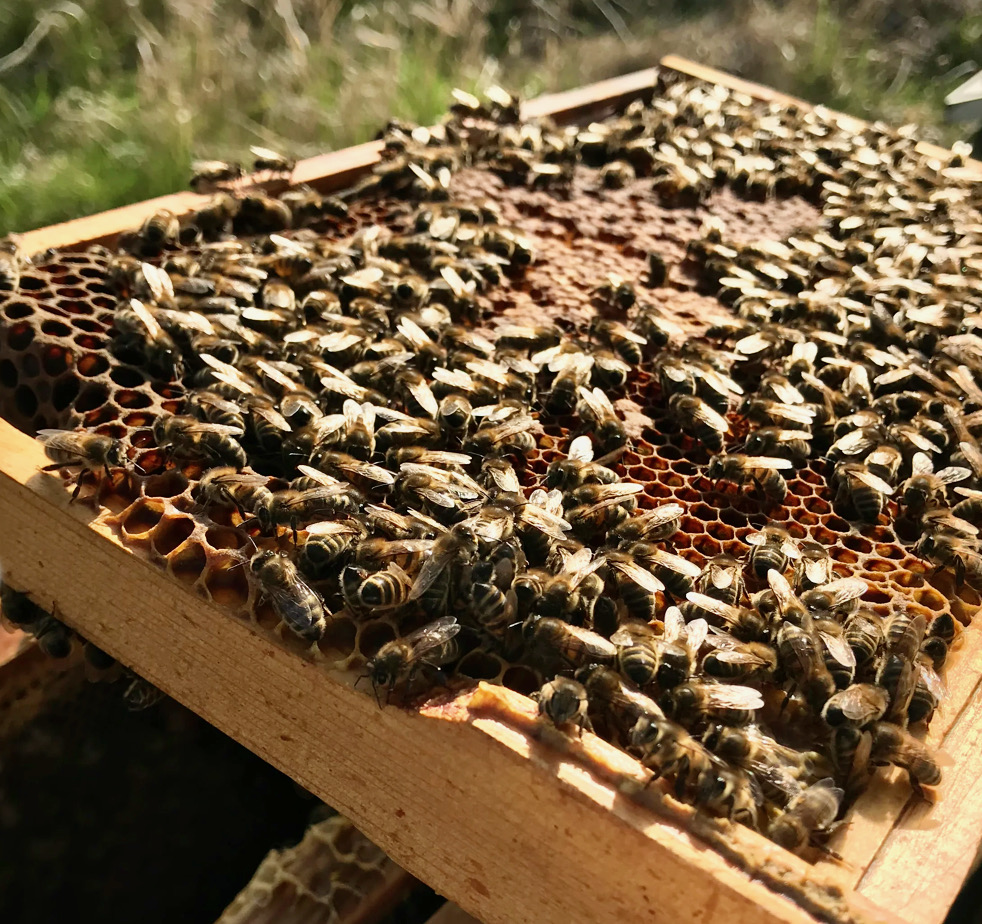 Real buzz about new bee tourist attraction at flower barn