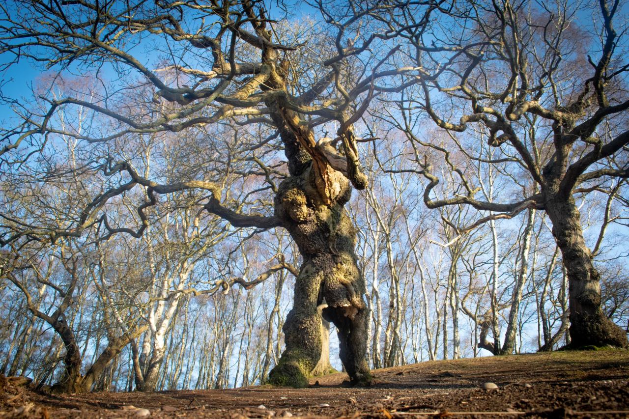 Lord of the Rings hero Treebeard alive and well on Cannock&nbsp;Chase